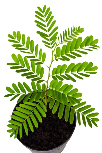 Growing young plant — Stock Photo, Image