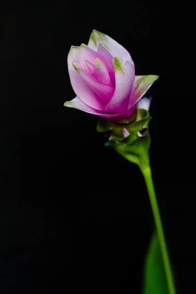 Siam Tulip — Stock Photo, Image