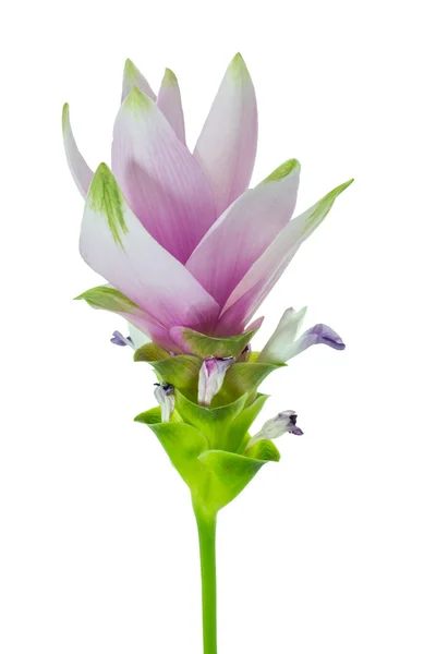 Siam Tulip — Stock Photo, Image