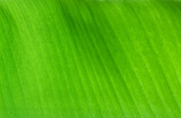 Folha de banana — Fotografia de Stock