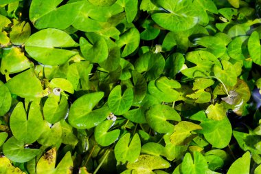 Lotus yaprağı arka plan