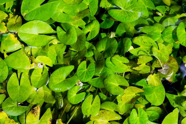 Lotus yaprağı arka plan