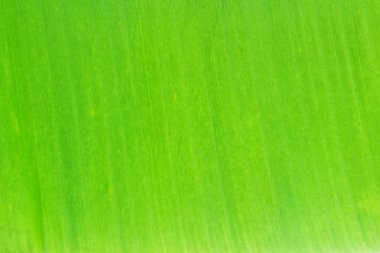 muz yaprağı deseni