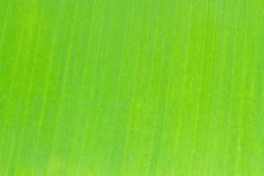 muz yaprağı deseni