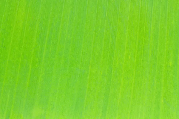 Banana leaf pattern — Stock Photo, Image