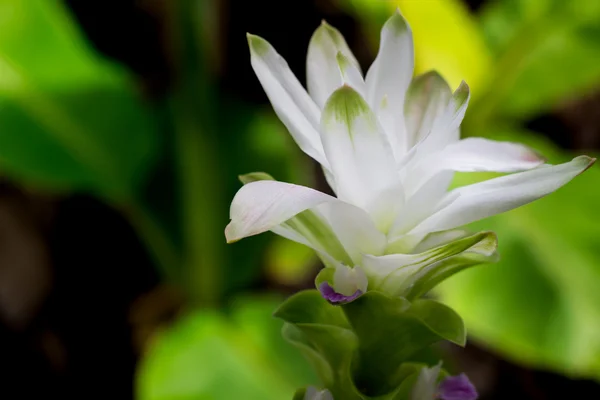 Tulipano siam — Foto Stock