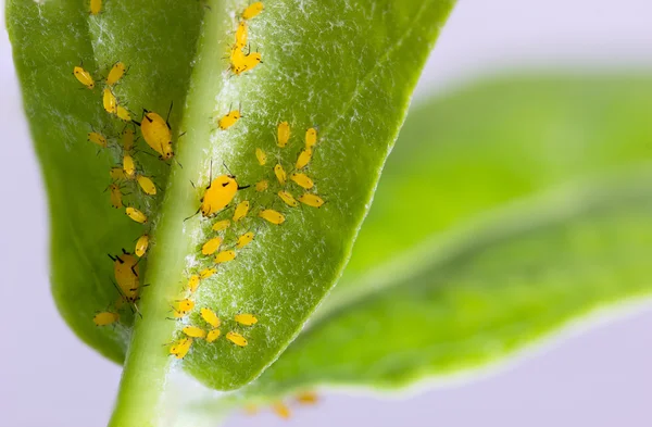 Plaga en la planta — Foto de Stock