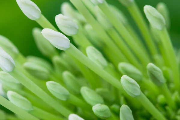 Macro flor branca — Fotografia de Stock