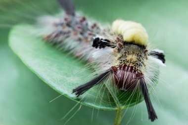Tehlikeli Caterpillar solucan