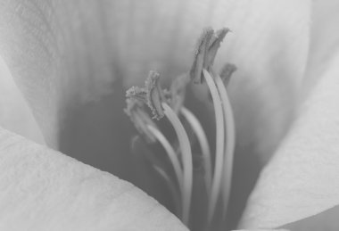 Siyah beyaz çiçek.