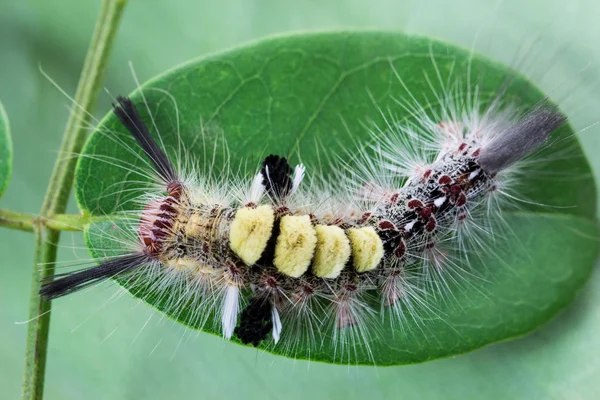 Harige Caterpillar Worm — Stockfoto