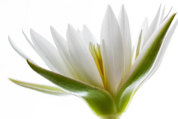 White lotus flower — Stock Photo, Image