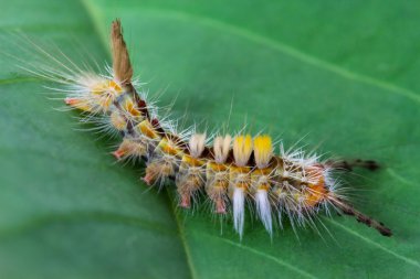 Kıllı tırtıl böcek