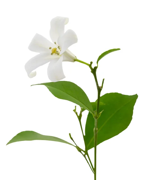 Single white flower — Stock Photo, Image