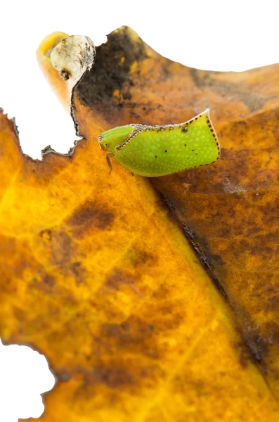 Kleine groene insect — Stockfoto