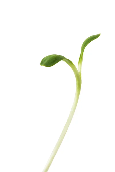 緑の小さな野菜 — ストック写真