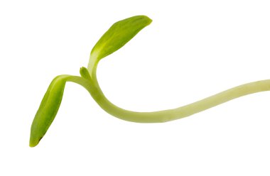 Ayçiçeği Filiz sebze