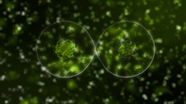 İnsan vücudunda patojenik mikroorganizmaların hareketi. Virüs ve Elektron Altında Bakteri. Koronavirüsün mikroskobik büyümesi grip ve kronik zatürreeye neden olur ve ölüme neden olur..