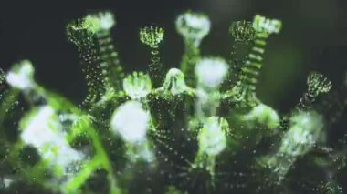 covid 2019 3D görüntüleme şiddetli akut solunum sendromu coronavirus 2 SARS-CoV-2 veya 2019-nCoV