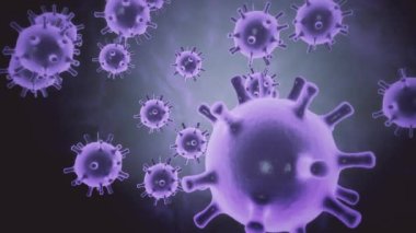 Siyah zemin üzerinde hareket eden mor küresel mikroorganizmalar olarak gösterilen enfekte organizmanın içindeki 3D Coronavirus 2019 nCoV patojen hücrelerinin animasyon modeli. Soyut 3D görüntüleme 4K video kapatma.