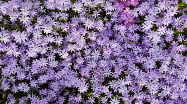 Phlox cücesi ya da sürünen yakın plan. Toprak örtüsü çiçekleri.