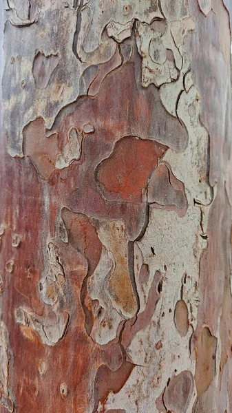 나무껍질 껍질의 배경이나 질감을 살핀다 — 스톡 사진
