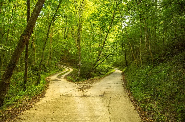 Camino forestal —  Fotos de Stock