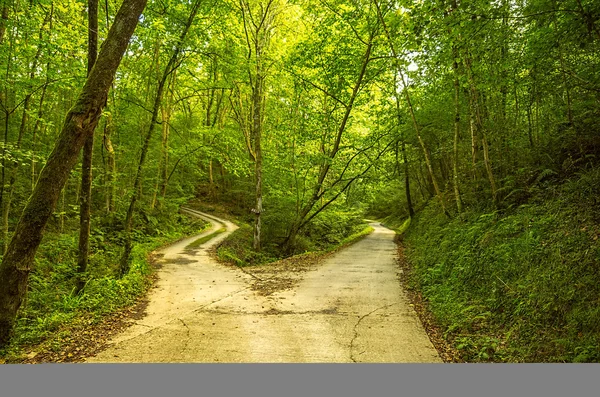 Camino forestal —  Fotos de Stock