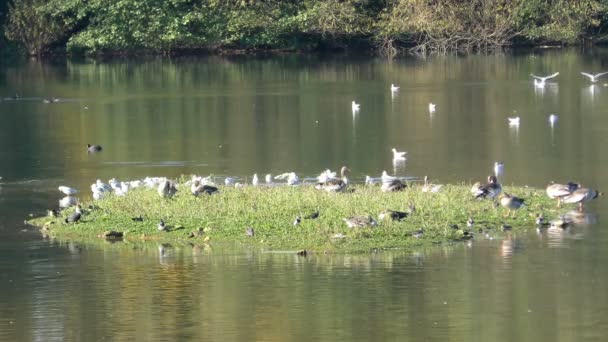 Santuario de vida silvestre y aves — Vídeos de Stock