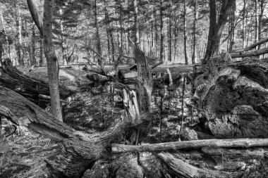 bir ormandaki küçük havuz