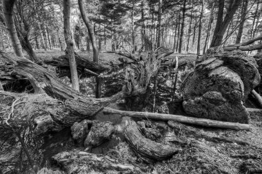 Ağaçlar bir havuzda