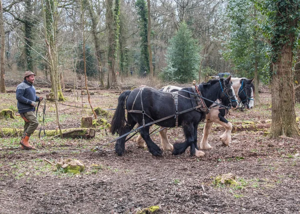 Arbetande Cob hästar — Stockfoto