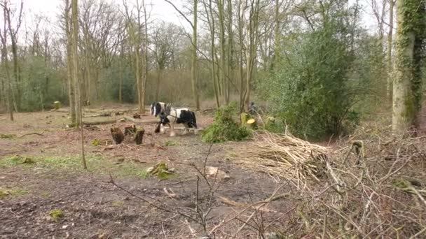 Paarden in het bos — Stockvideo