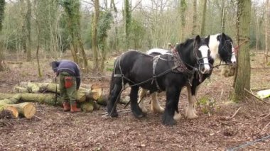 Unhitchin Cob atlar