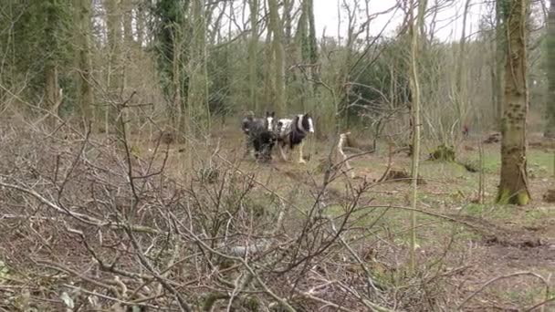 Chevaux de travail avec leur propriétaire — Video