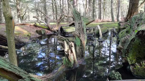 Zwembad vol met bomen — Stockvideo