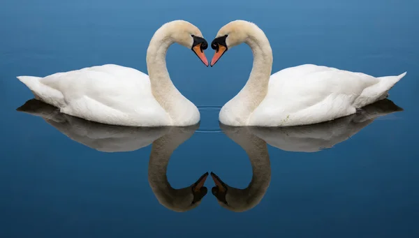 Cisne Corazón de amor — Foto de Stock