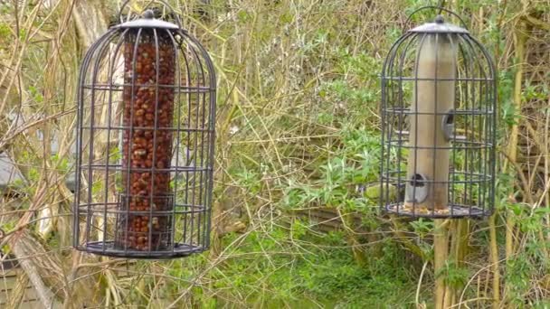 Blue Tit Feeding — Stock Video