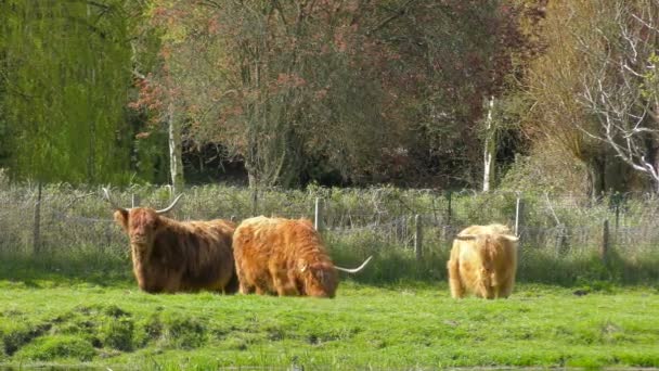 Rebaño de ganado de las Highlands — Vídeo de stock