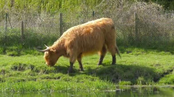 一个苏格兰高地牛 — 图库视频影像
