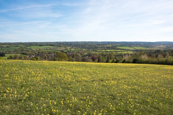 Field of Yellow Flowers — Stock Photo, Image