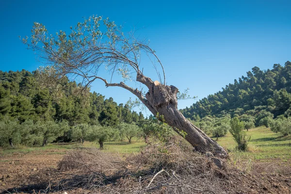 Leaning Olive Tree — Stock Photo, Image