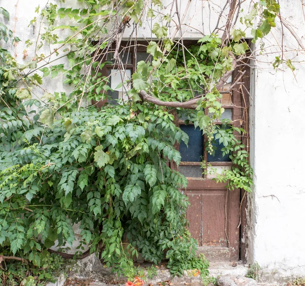 古い木製のドアと植物 — ストック写真