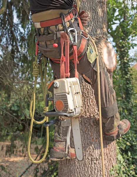 Arborista Con Sua Imbracatura Gli Strumenti Pronti Salire Albero — Foto Stock