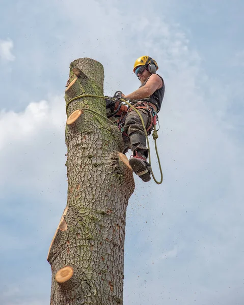 Baumchirurg Oder Arborist Der Einen Baum Abschneidet — Stockfoto