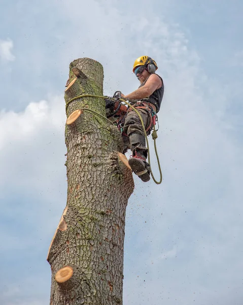 Trädkirurg Eller Arborist Skär Toppen Ett Träd — Stockfoto