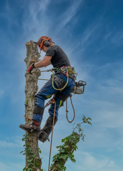 Arborist Atau Ahli Bedah Pohon Menggunakan Tali Pengaman Bagian Atas — Stok Foto