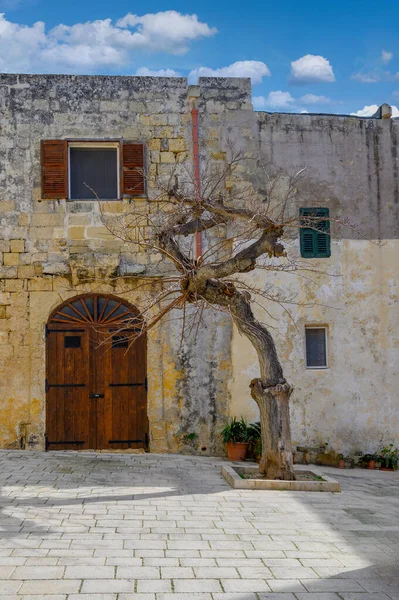 マルタのミンダにあるMisrah Mesquita Squareの古い木 — ストック写真