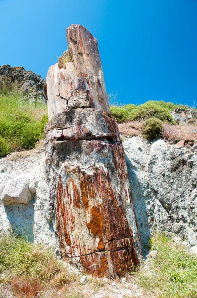 Tronco de árvore petrificada — Fotografia de Stock