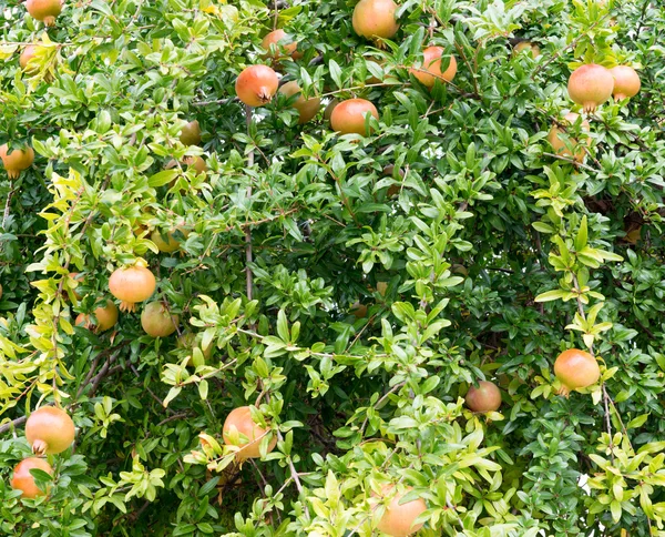 Frutti di melograno — Foto Stock